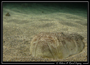 Uranoscopus scaber by Raoul Caprez 